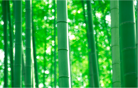竹林